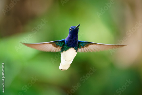 White-necked jacobin - Florisuga mellivora also great jacobin or collared hummingbird, Mexico, south to Peru, Bolivia and south Brazil, Tobago (flabellifera) and Trinidad (mellivora)