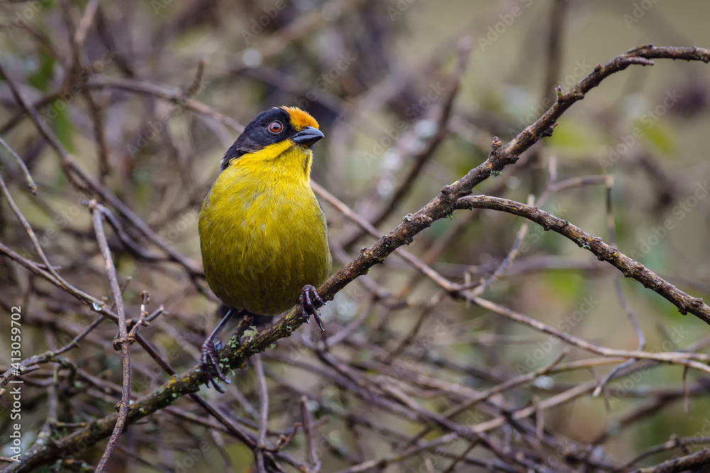 Beautiful bird perched on a tree full of branches