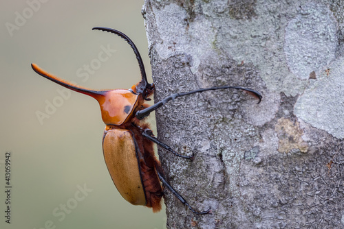 Rhinoceros beetle hugging a tree trunk