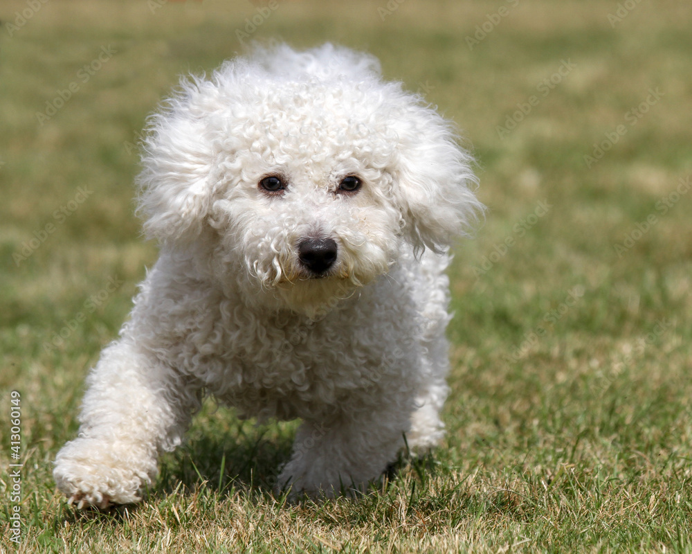 Bichon Frise puppy