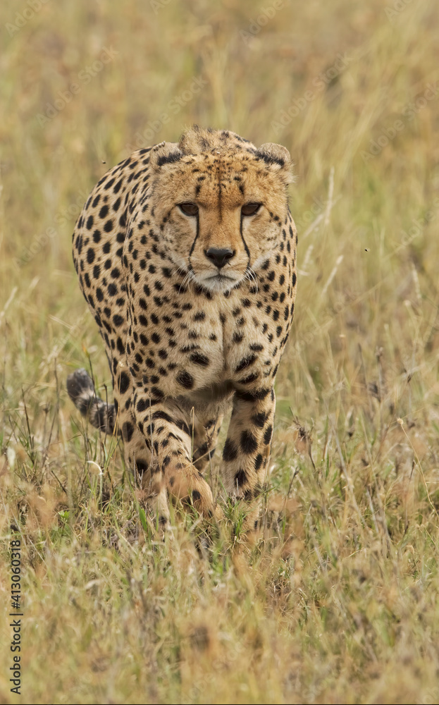Cheetah, Serengeti National Park, Tanzania. Cheetah, Serengeti National Park, Tanzania.