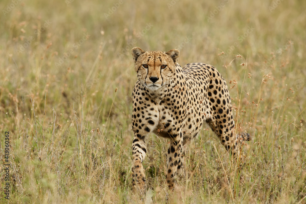 Cheetah, Serengeti National Park, Tanzania. Cheetah, Serengeti National Park, Tanzania.