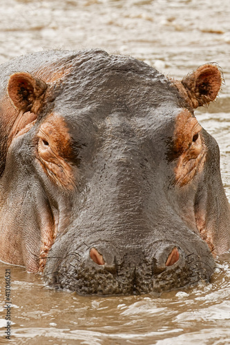 Hippopotamus, Serengeti National Park, Tanzania, Africa.