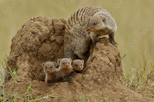 Foto Mother and young banded mongoose on termite mound, Serengeti National Park, Tanzania, Africa