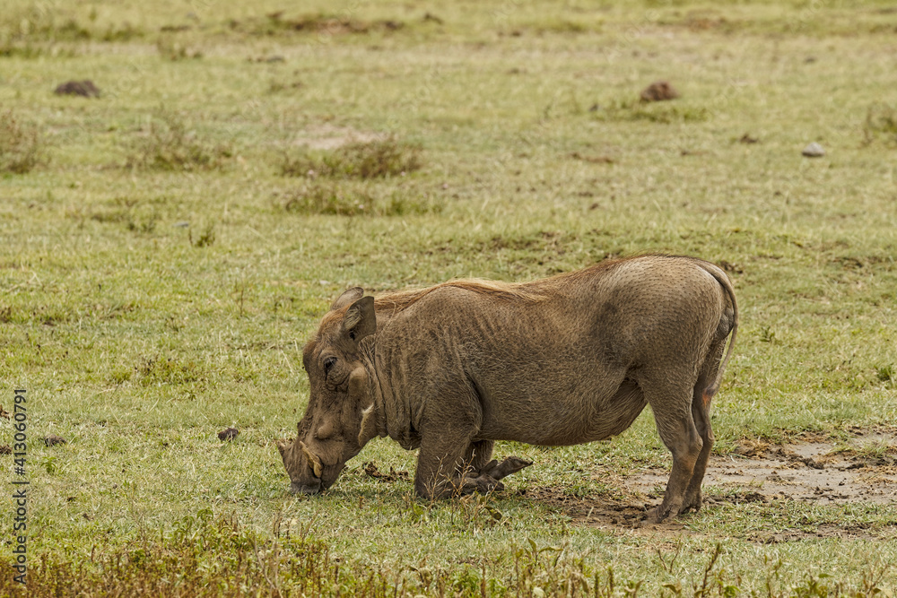 Warthog grazing on knees, Ngorongoro Crater, Tanzania, Africa. Warthog grazing on knees, Ngorongoro Crater, Tanzania, Africa.