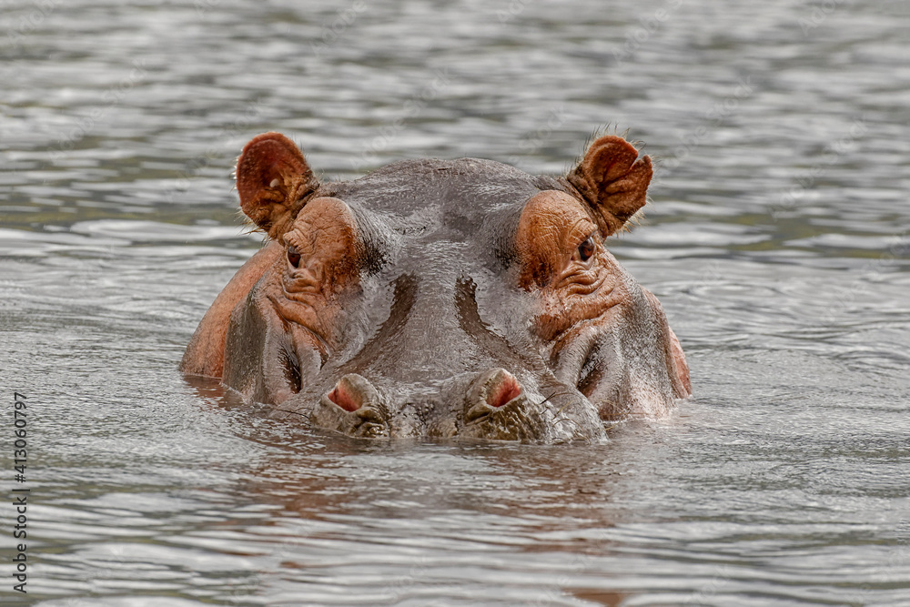 Fototapeta premium Hippopotamus, Ngorongoro Crater, Tanzania, Africa.