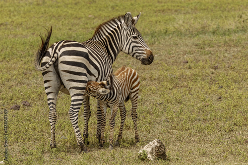 Baby Burchell s zebra nursing  Ngorongoro Crater floor  Tanzania  Africa.