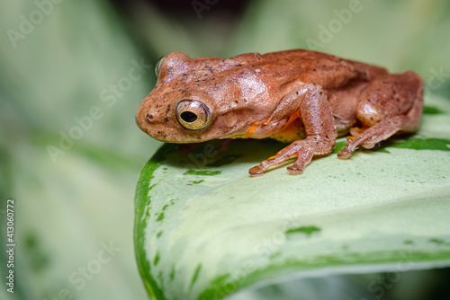 Frog perched on a leaf while looking down