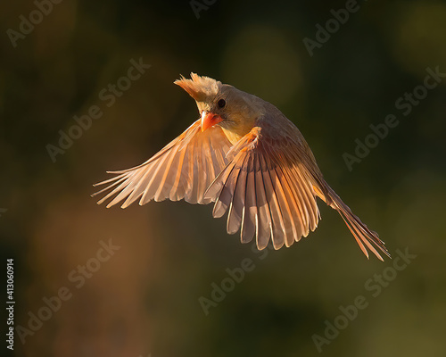 Northern Cardinal female in flight