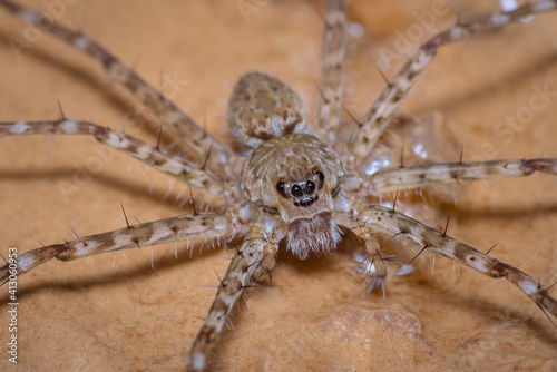 Water spider perched on a dry leaf at the edge of the river