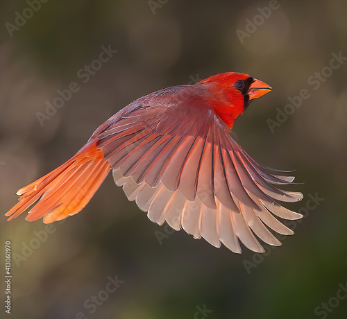 Northern Cardinal male in flight