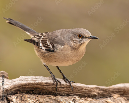 Photo Northern Mockingbird standing on rock