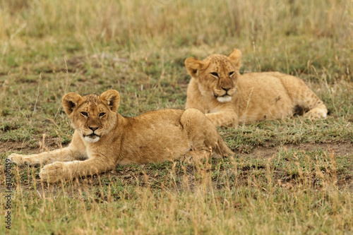 Fototapeta Naklejka Na Ścianę i Meble -  Lion cub, Serengeti National Park, Tanzania, Africa.