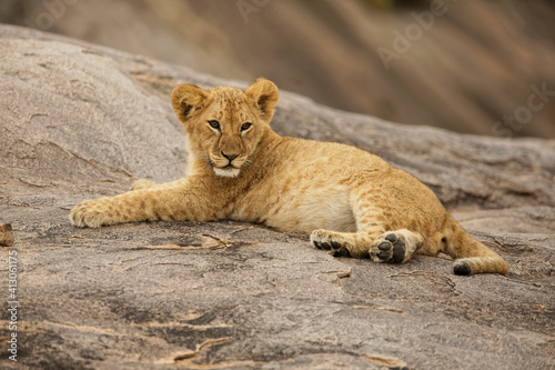 Lion cub, Serengeti National Park, Tanzania, Africa.