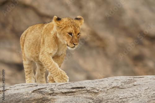 Lion cub  Serengeti National Park  Tanzania  Africa.