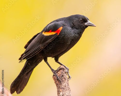 Red-Winged Blackbird on limb
