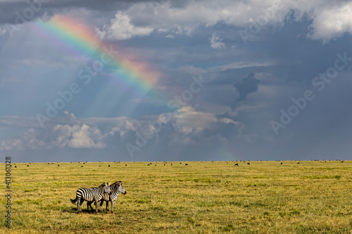Burchell's zebra and rainbow, Serengeti National Park, Tanzania, Africa.