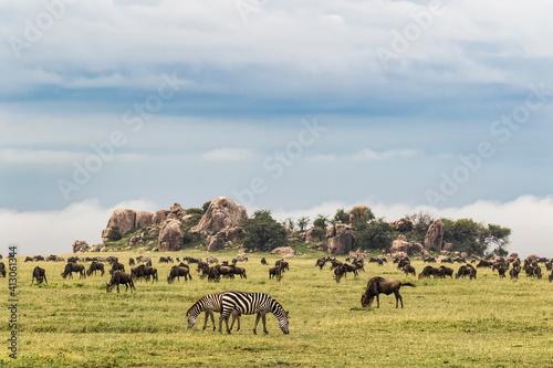 Burchell s zebra and wildebeest herd in front of kopje  Serengeti National Park  Tanzania  Africa.