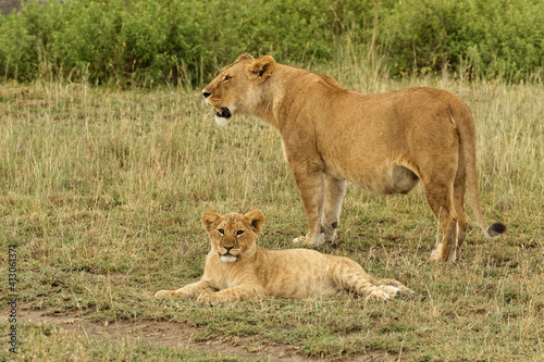 Single lion cub with adult female, Serengeti National Park, Tanzania, Africa.