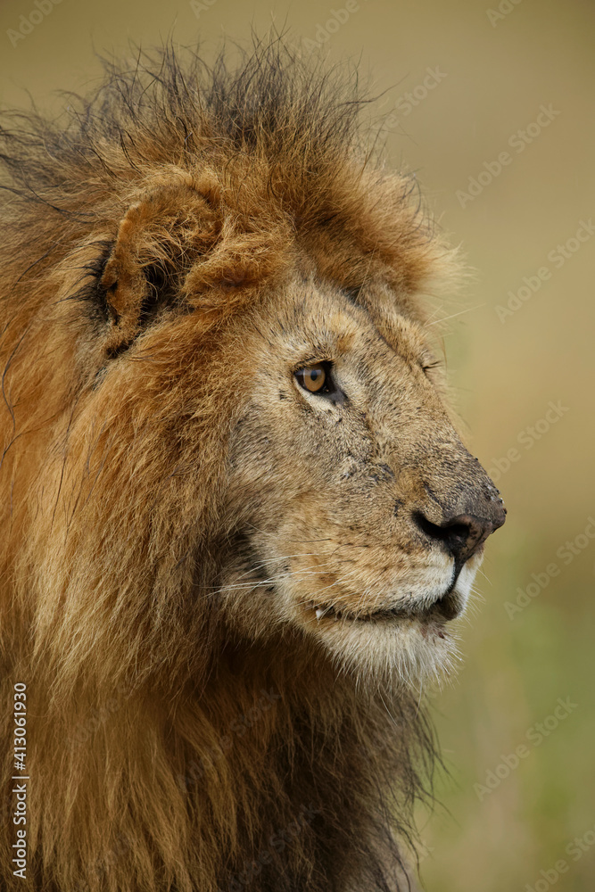 Adult black maned Lion, Serengeti National Park, Tanzania, Africa.
