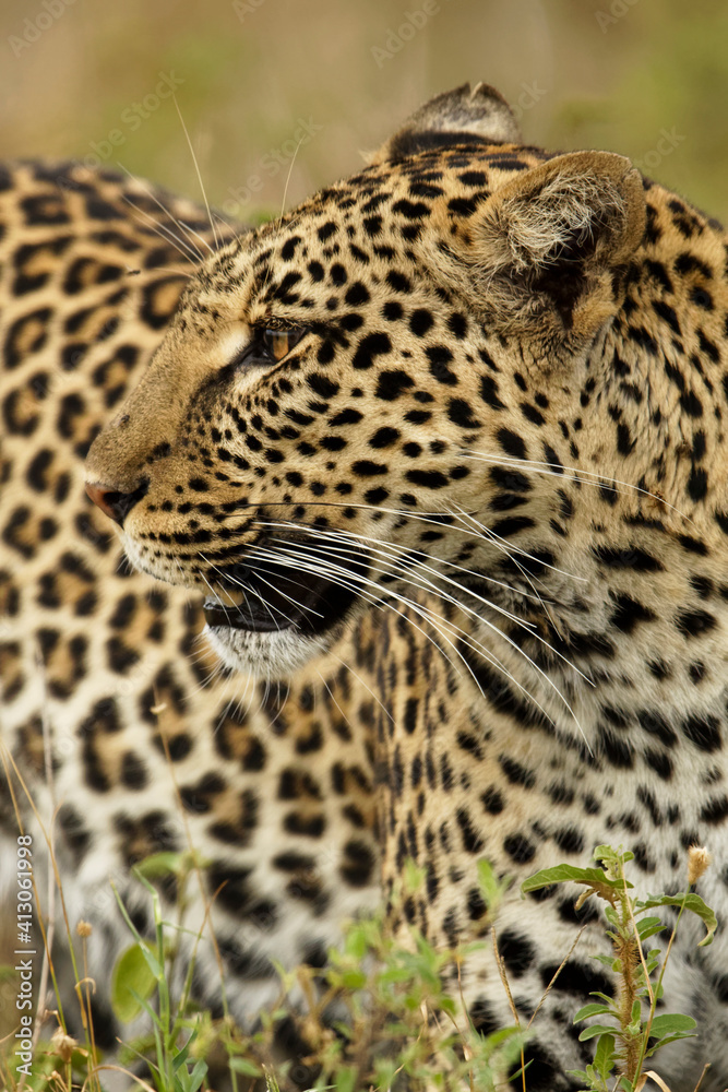 African leopard, Serengeti National Park, Tanzania, Africa. African leopard, Serengeti National Park, Tanzania, Africa.