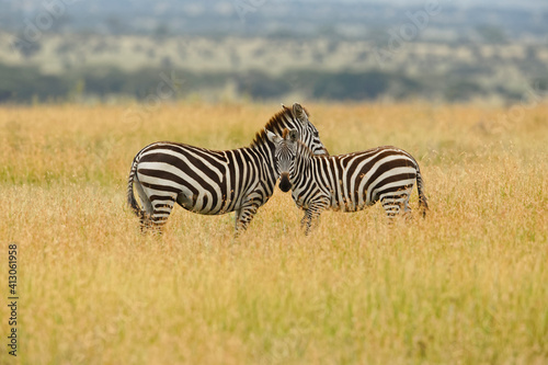 Burchell s Zebra  Serengeti National Park  Tanzania  Africa.