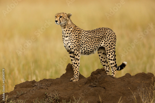 Cheetah, Serengeti National Park, Tanzania.