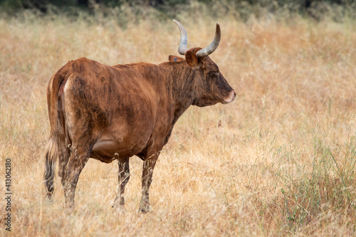Fototapeta Naklejka Na Ścianę i Meble -  Brown Cow in California