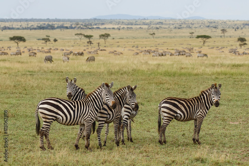 Burchell s zebra  Serengeti National Park  Tanzania  Africa.