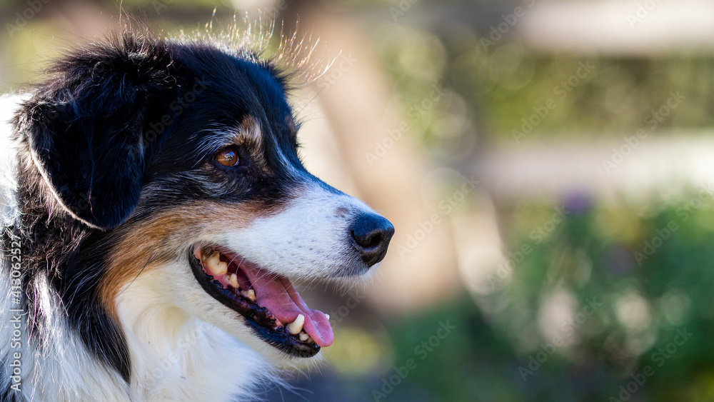 DOG BREED: Australian Shepherd