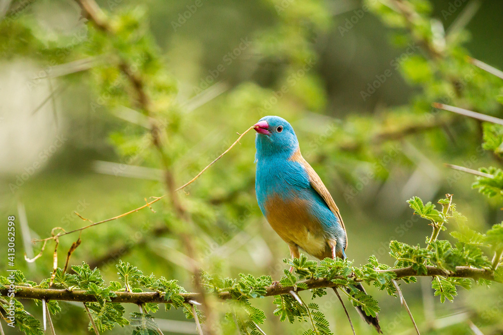 Africa, Tanzania, Serengeti National Park. Weaver bird with nest twig in beak.