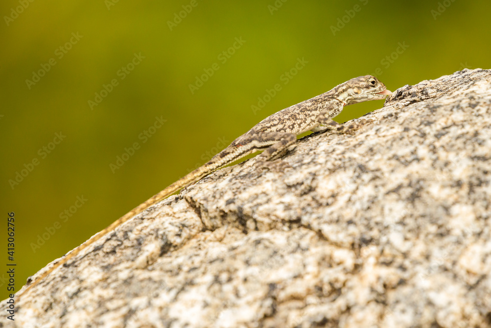 Africa, Tanzania, Serengeti National Park. Agama lizard eating on rock. Africa, Tanzania, Serengeti National Park. Agama lizard eating on rock.