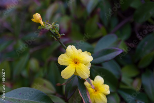 Fototapeta Naklejka Na Ścianę i Meble -  japanese jasmine flower . Yellow jasmine, japanese jasmine in yesilkoy istanbul turkey