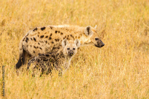 Africa, Tanzania, Serengeti National Park. Spotted hyena adult and young.