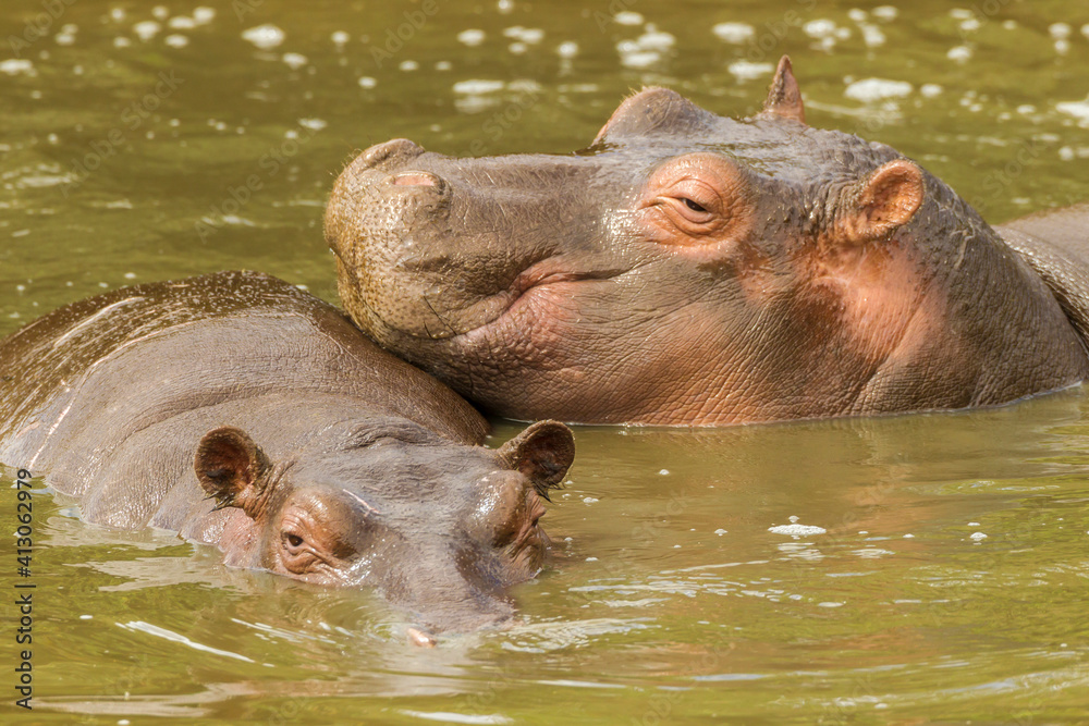 Africa, Tanzania, Serengeti National Park. Close-up of two hippos in water. Africa, Tanzania, Serengeti National Park. Close-up of two hippos in water.
