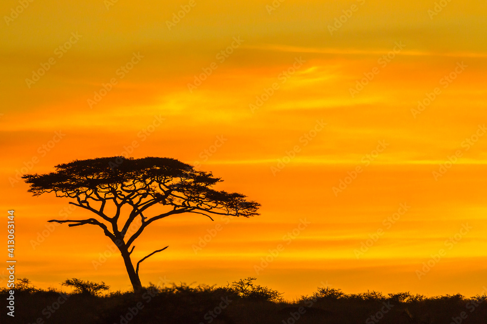 Africa, Tanzania, Serengeti National Park. Acacia tree silhouette at sunset.