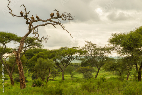 Africa  Tanzania  Tarangire National Park. Ruppel s griffon vultures in tree.