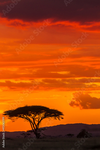 Africa, Tanzania, Serengeti National Park. Acacia tree silhouette at sunset.