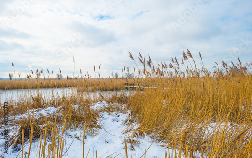 Fototapeta Naklejka Na Ścianę i Meble -  Snowy edge of a white frozen lake in wetland in winter, Almere, Flevoland, The Netherlands, February 10, 2020