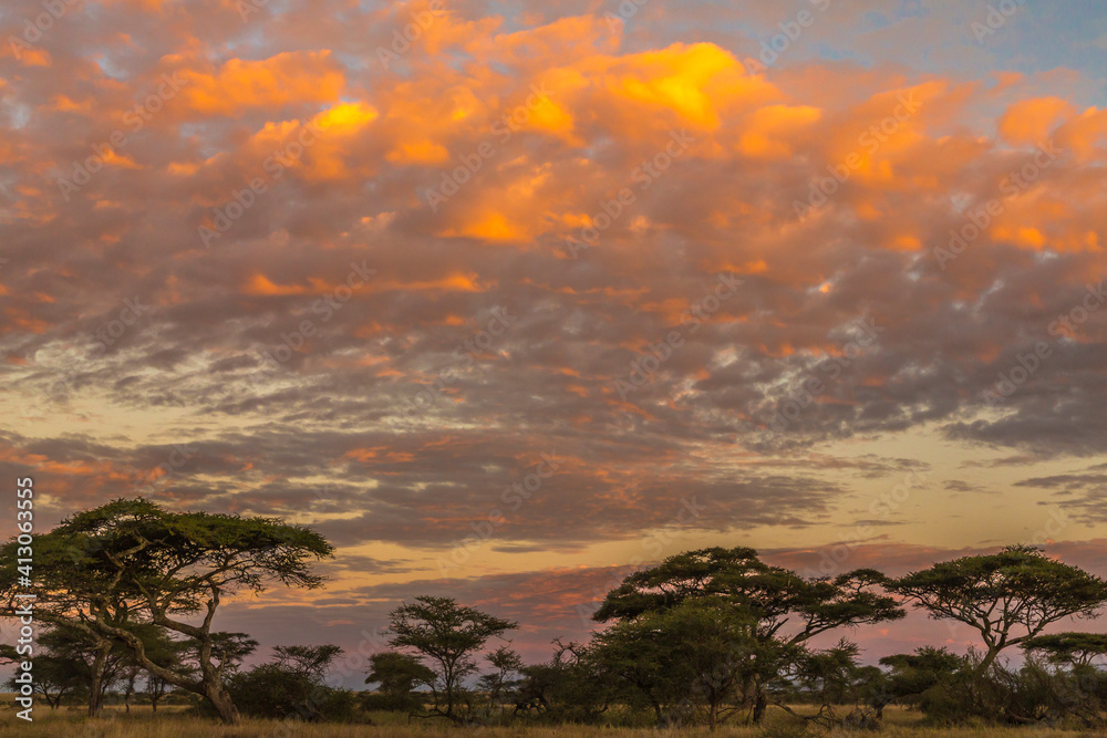 Africa, Tanzania, Serengeti National Park. Acacia trees at sunset. Africa, Tanzania, Serengeti National Park. Acacia trees at sunset.