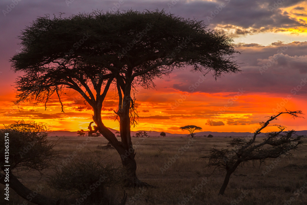 Africa, Tanzania, Serengeti National Park. Acacia tree at sunset.