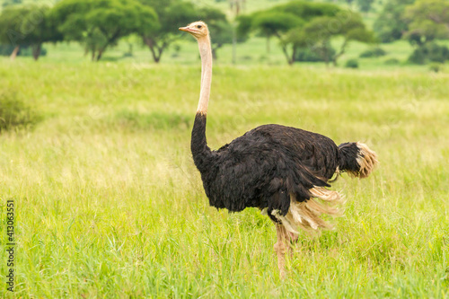 Africa, Tanzania, Tarangire National Park. Ostrich male close-up. photo