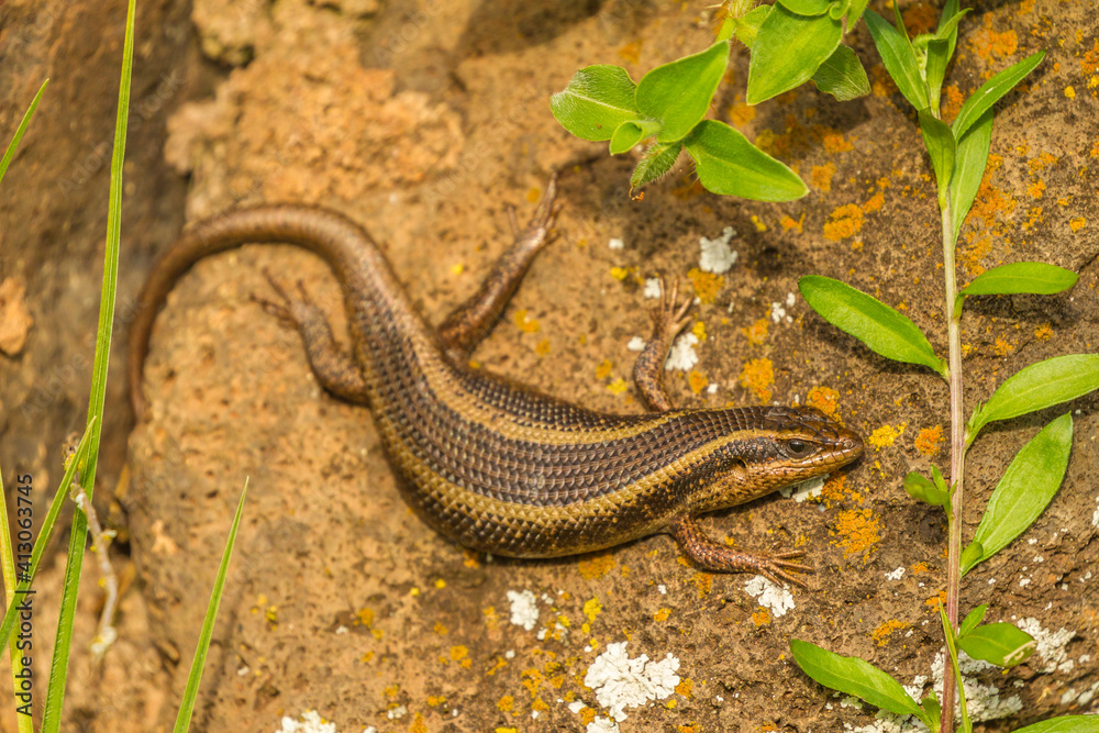 Obraz premium Africa, Tanzania, Ngorongoro Crater. Skink on rock close-up.