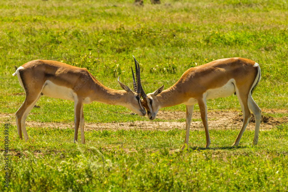 Fototapeta premium Africa, Tanzania, Ngorongoro Crater. Grant's gazelle males butting heads.