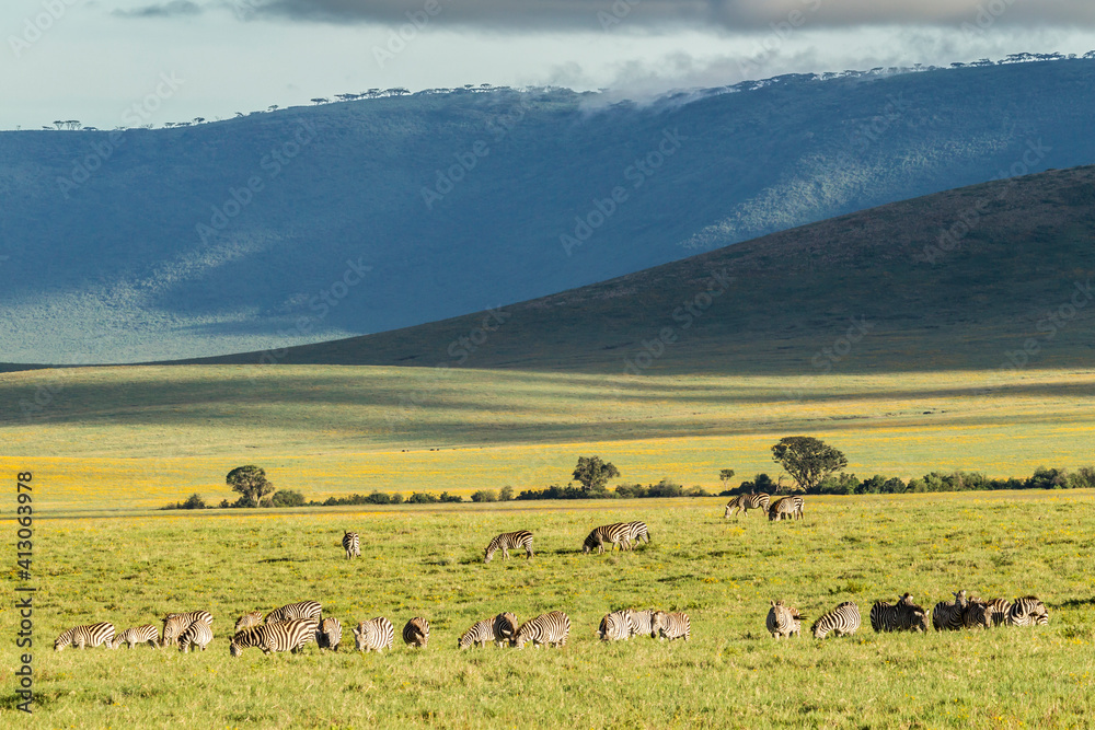 Africa, Tanzania, Ngorongoro Crater. Zebra herd on plain.