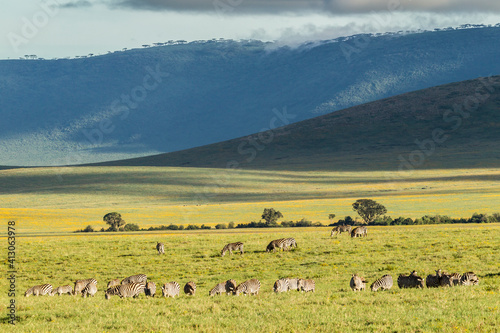 Africa  Tanzania  Ngorongoro Crater. Zebra herd on plain.