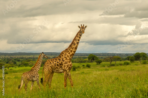 Africa, Tanzania, Tarangire National Park. Maasai giraffe adult and baby.