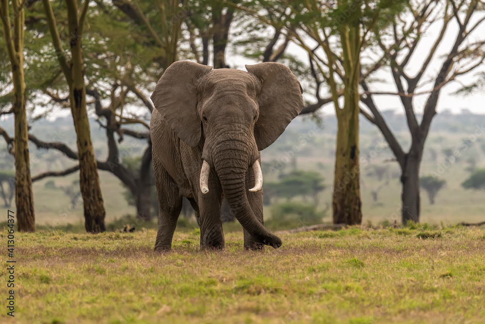 Africa, Tanzania, Serengeti National Park. Elephant and fever trees.