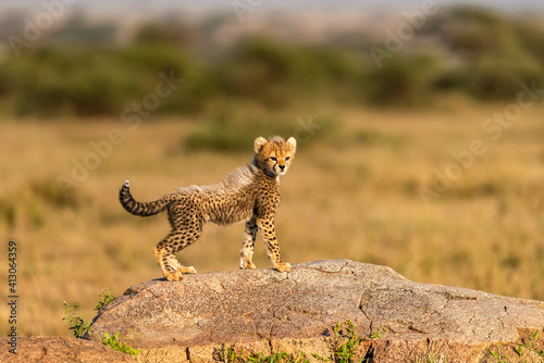 Leinwand Poster Africa, Tanzania, Serengeti National Park