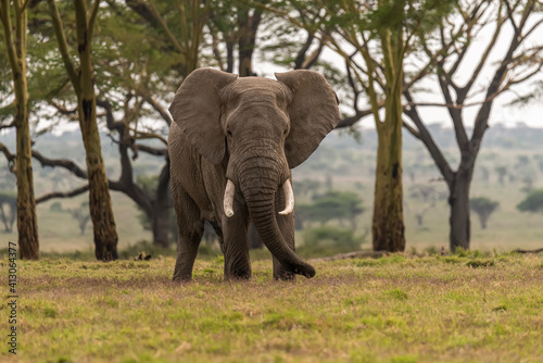 Africa  Tanzania  Serengeti National Park. Elephant and fever trees.